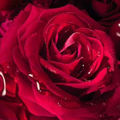 A close-up of a deep red rose with water droplets resting on its velvety petals.