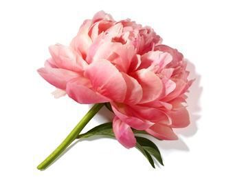 A single pink peony blossom with delicate petals and green leaves, set against a white background.