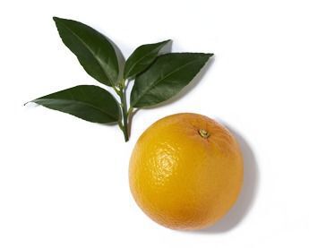A ripe orange with a couple of green leaves on a white background.