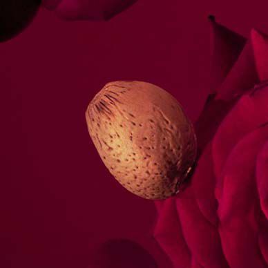 A single almond resting on a dark red floral background.