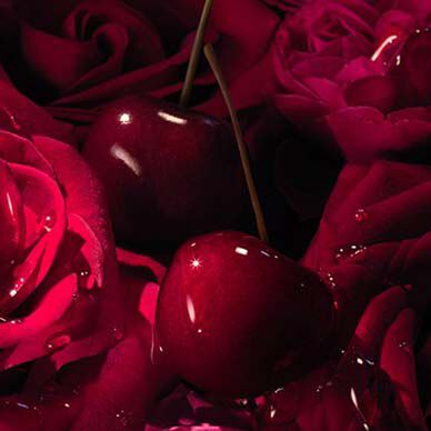 Two shiny, dark red cherries nestled among deep red roses, with droplets of water glistening on their surfaces.