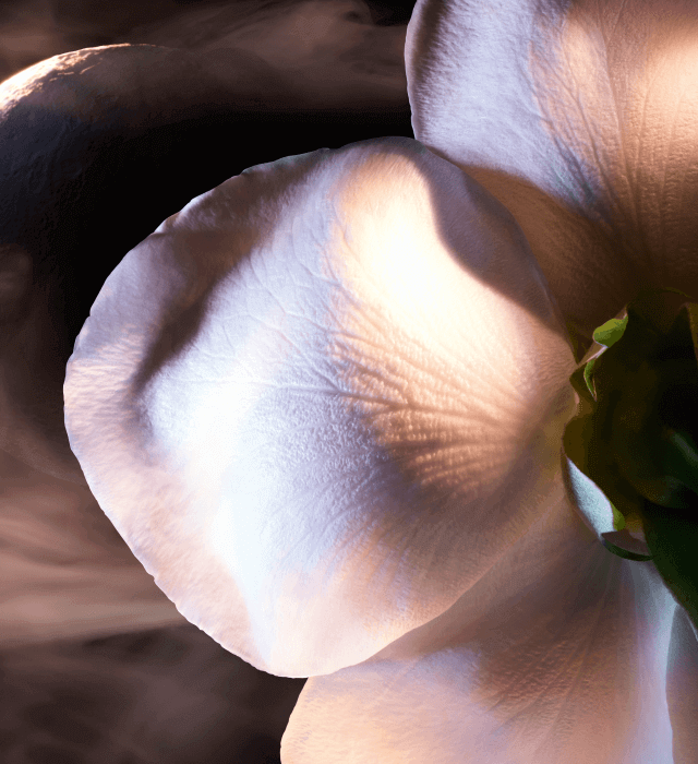 Close-up of a delicate flower petal, capturing intricate textures and subtle lighting.