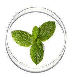 A petri dish containing a fresh sprig of mint leaves.