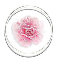 A soft pink carnation flower displayed in a circular frame against a white background.