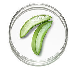 A petri dish containing two green aloe vera leaves.