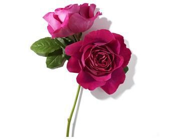 A close-up of two vibrant roses in shades of pink, with green leaves, arranged on a white background.