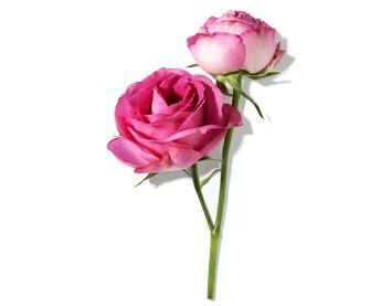 Two pink roses with soft petals, one fully bloomed and the other still budding, arranged on a white background.