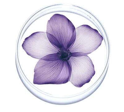 A delicate purple flower with soft petals displayed within a circular frame.