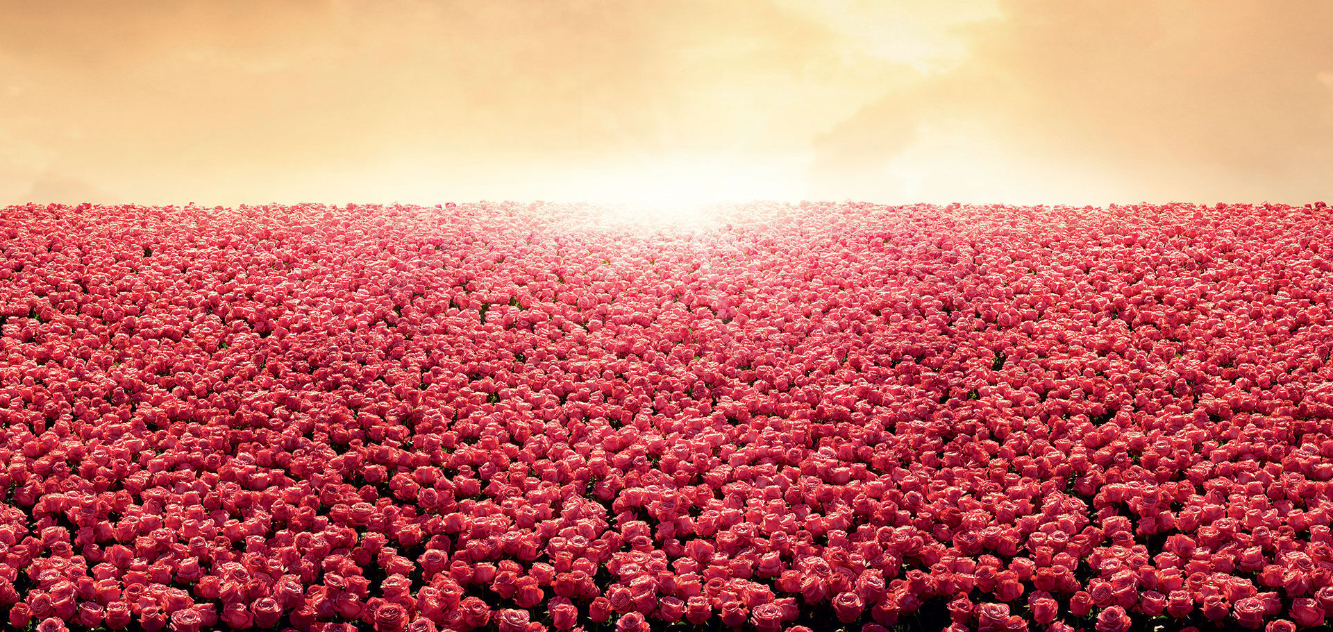 Een uitgestrekt veld met bloeiende rode tulpen onder een warme zonsondergang.