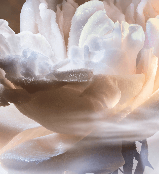 Close-up of a delicate, soft-colored rose petal with a light, misty background, showcasing intricate details and a slightly frosted texture.