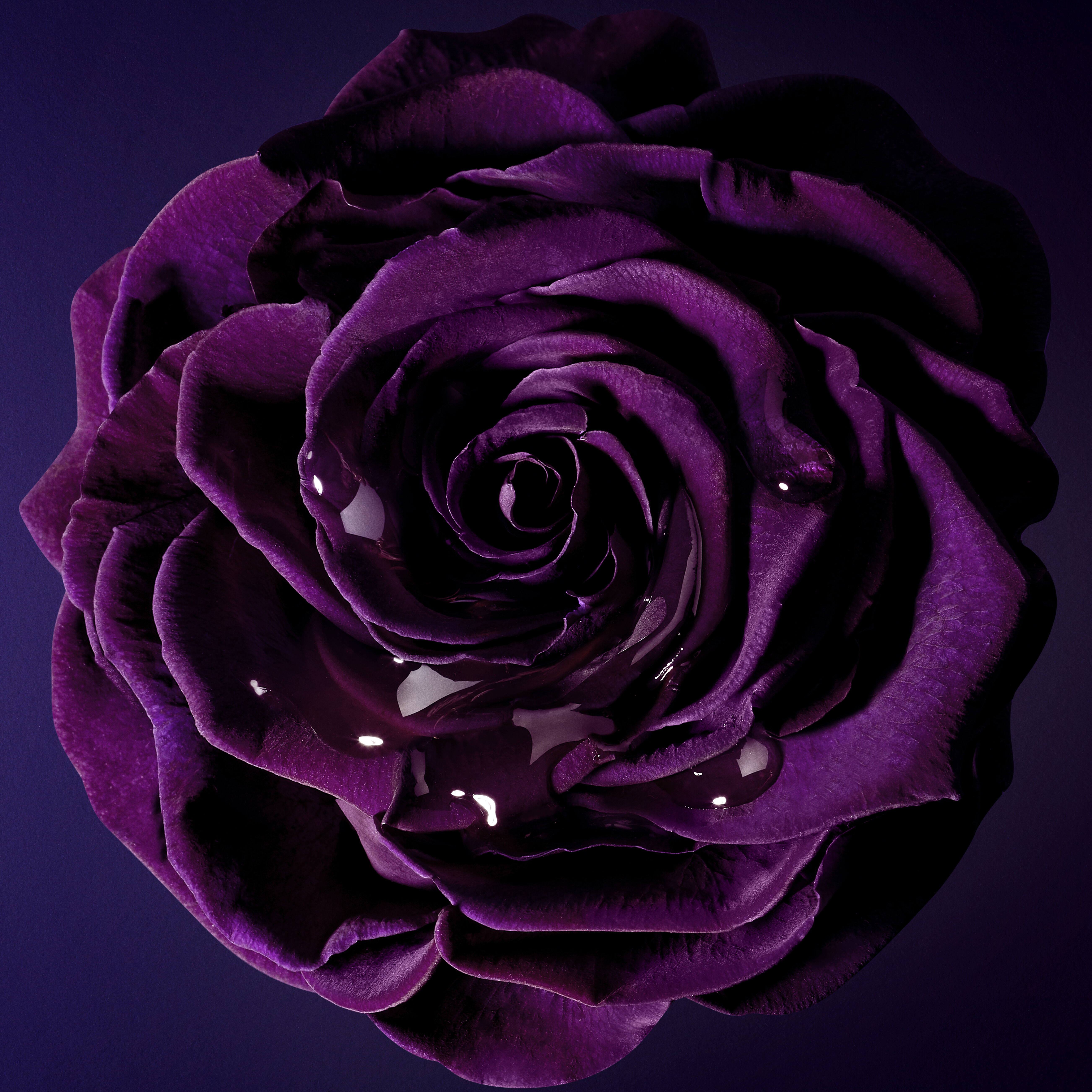 Rose violette avec des petales brillants, sur fond sombre.