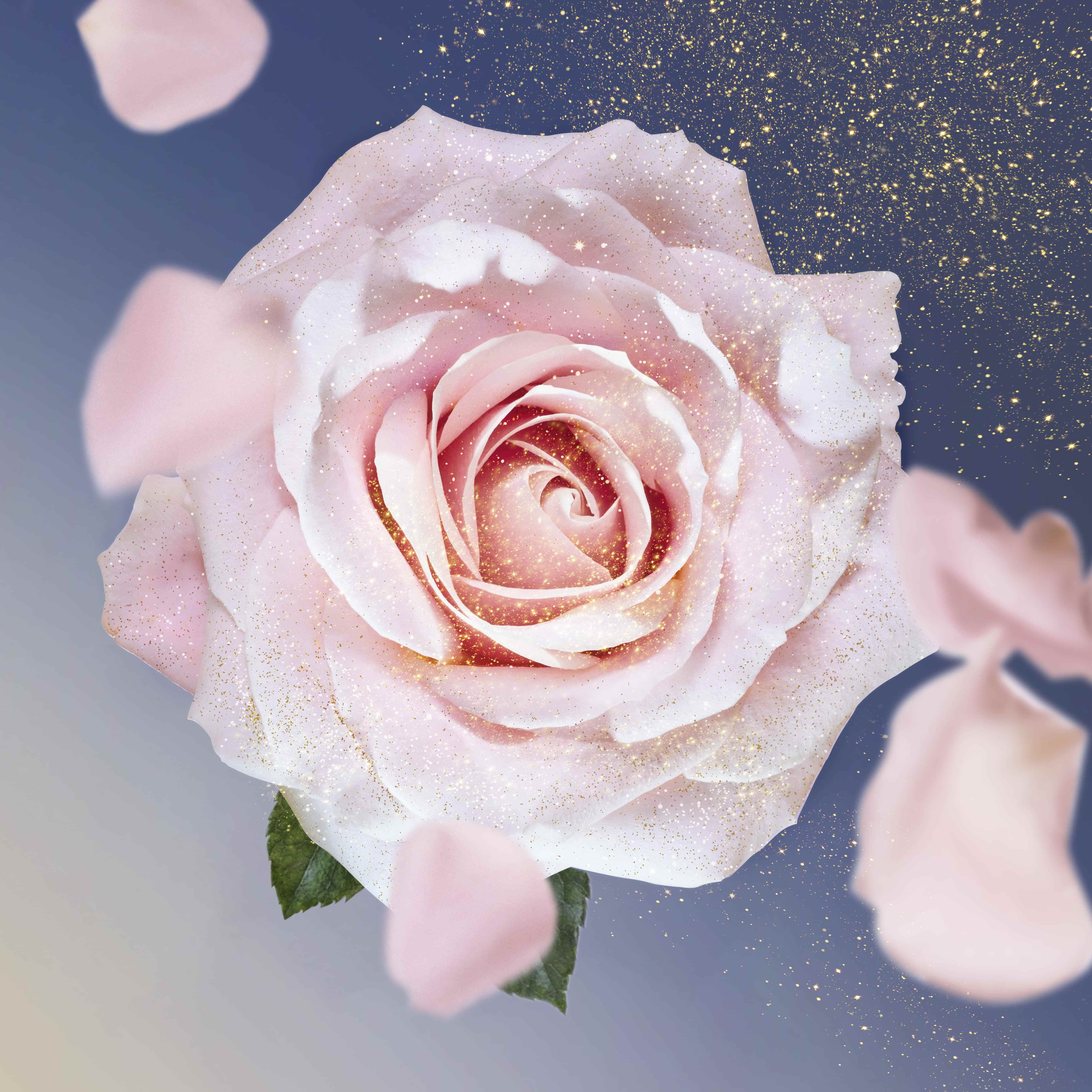 Une rose rose avec des paillettes, entouree de petales tombants sur un fond degrade.