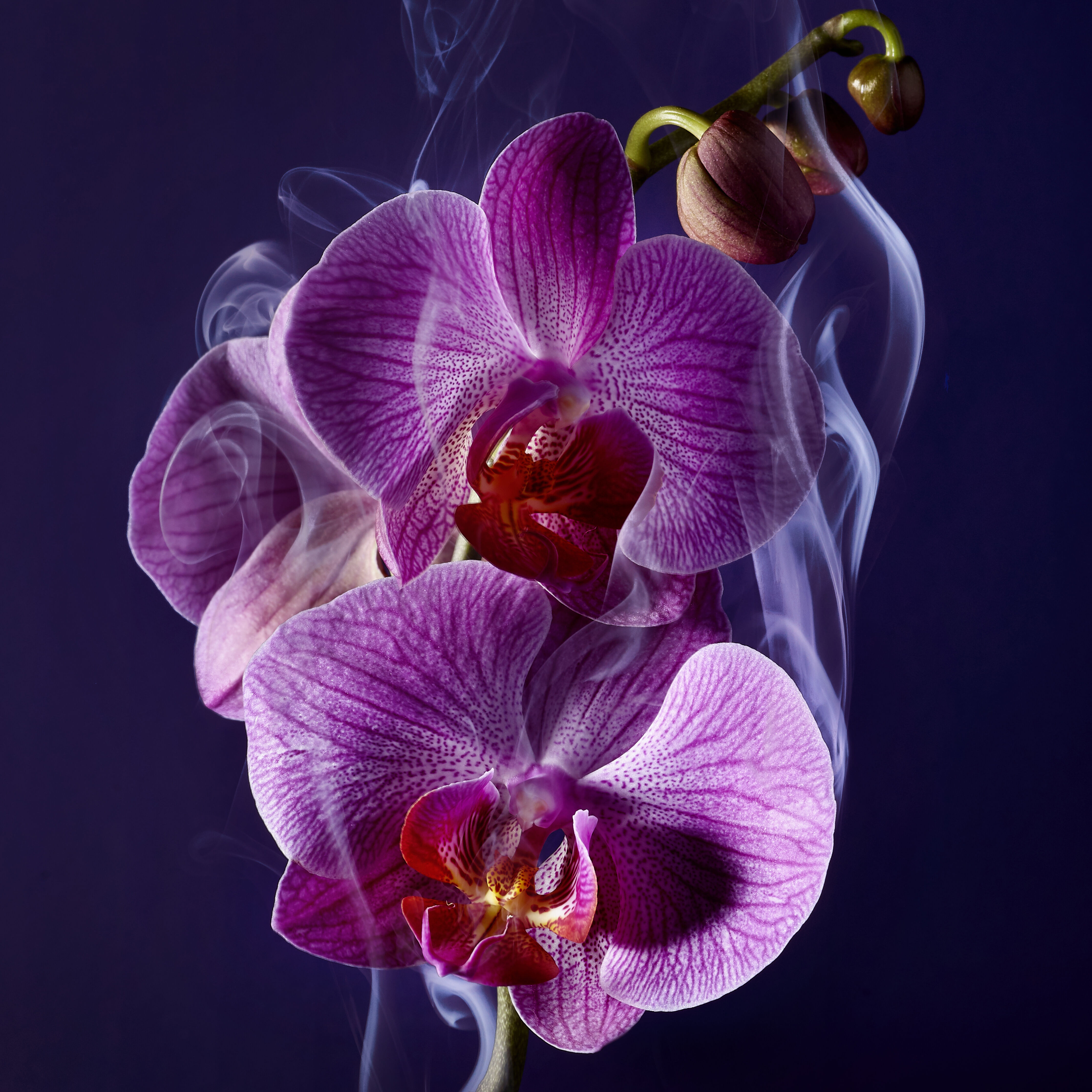 Une fleur d'orchidee violette avec des petales delicats, entouree de volutes de fumee sur un fond sombre.