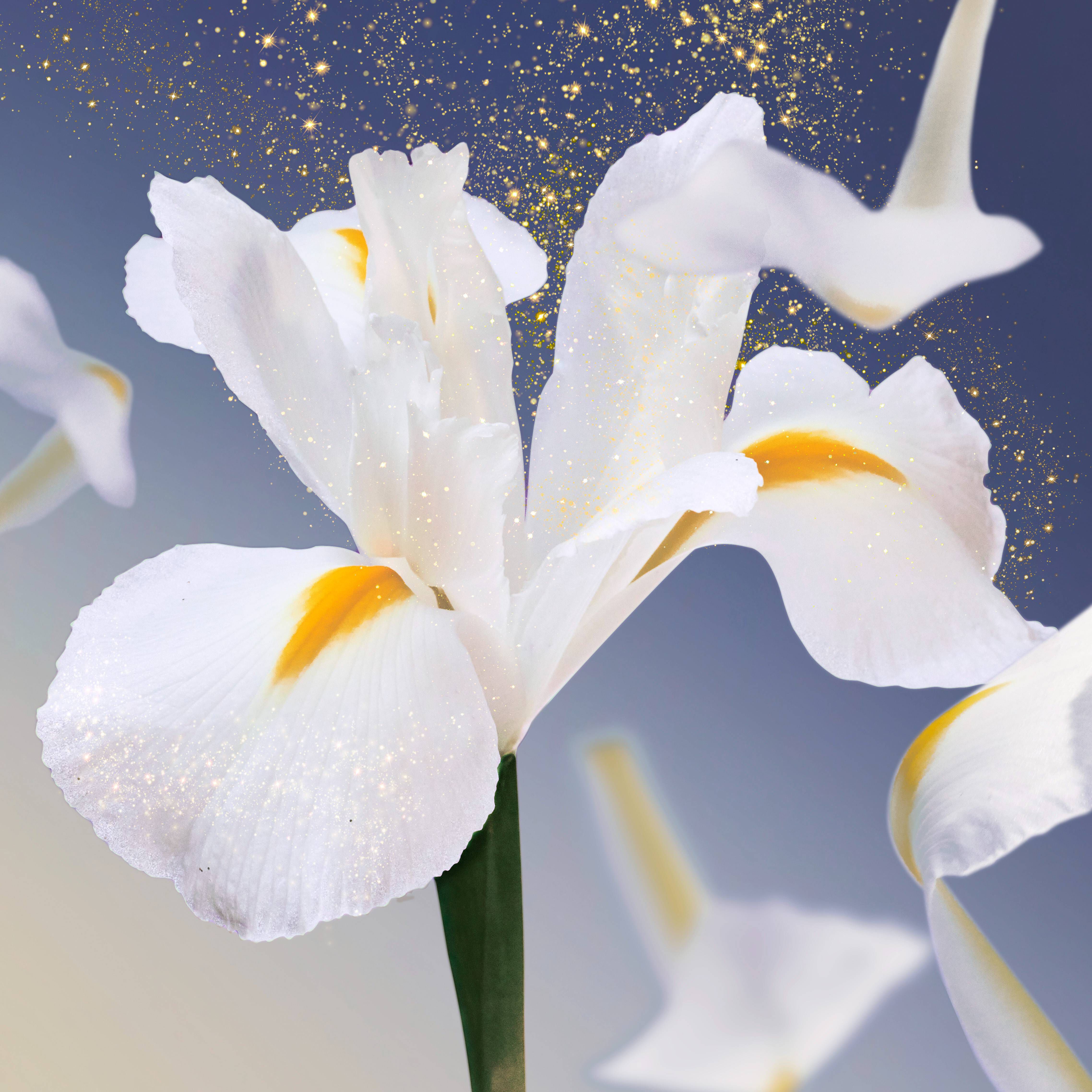 Fleurs d'iris blanches avec des touches de dore sur un fond flou.