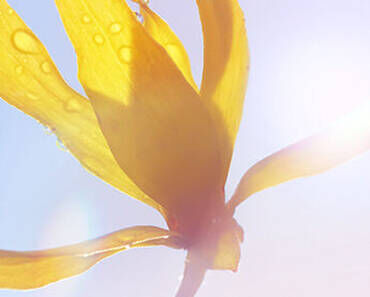 A close-up of a yellow flower petal with drops of water, illuminated by sunlight.