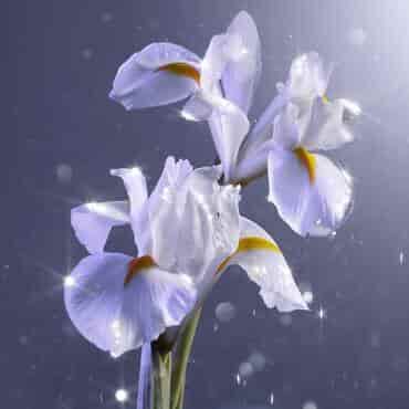 Fleurs d'iris blanches avec des reflets brillants et des gouttes d'eau.
