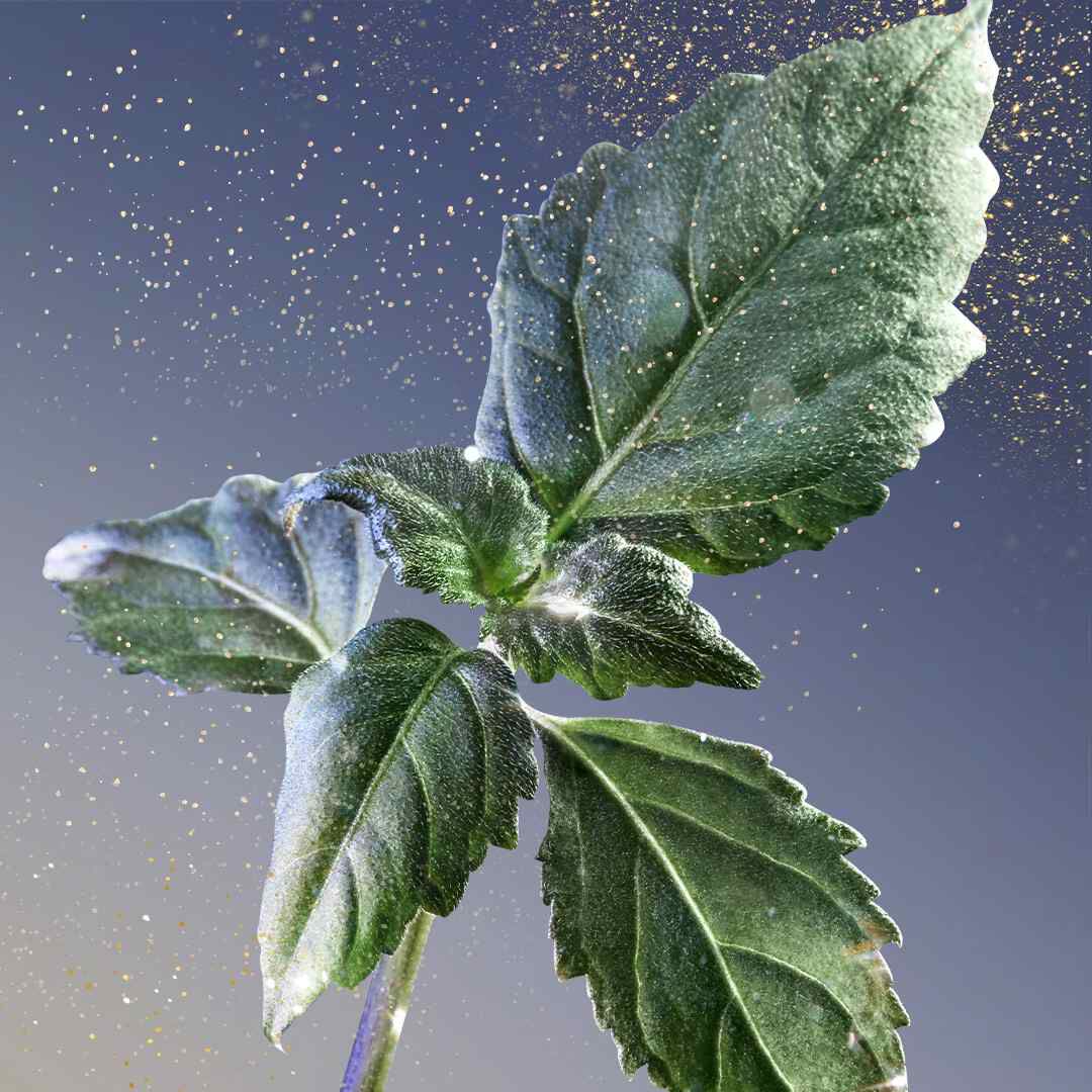 Une branche de feuille verte avec des eclats dores scintillants en arriere-plan.