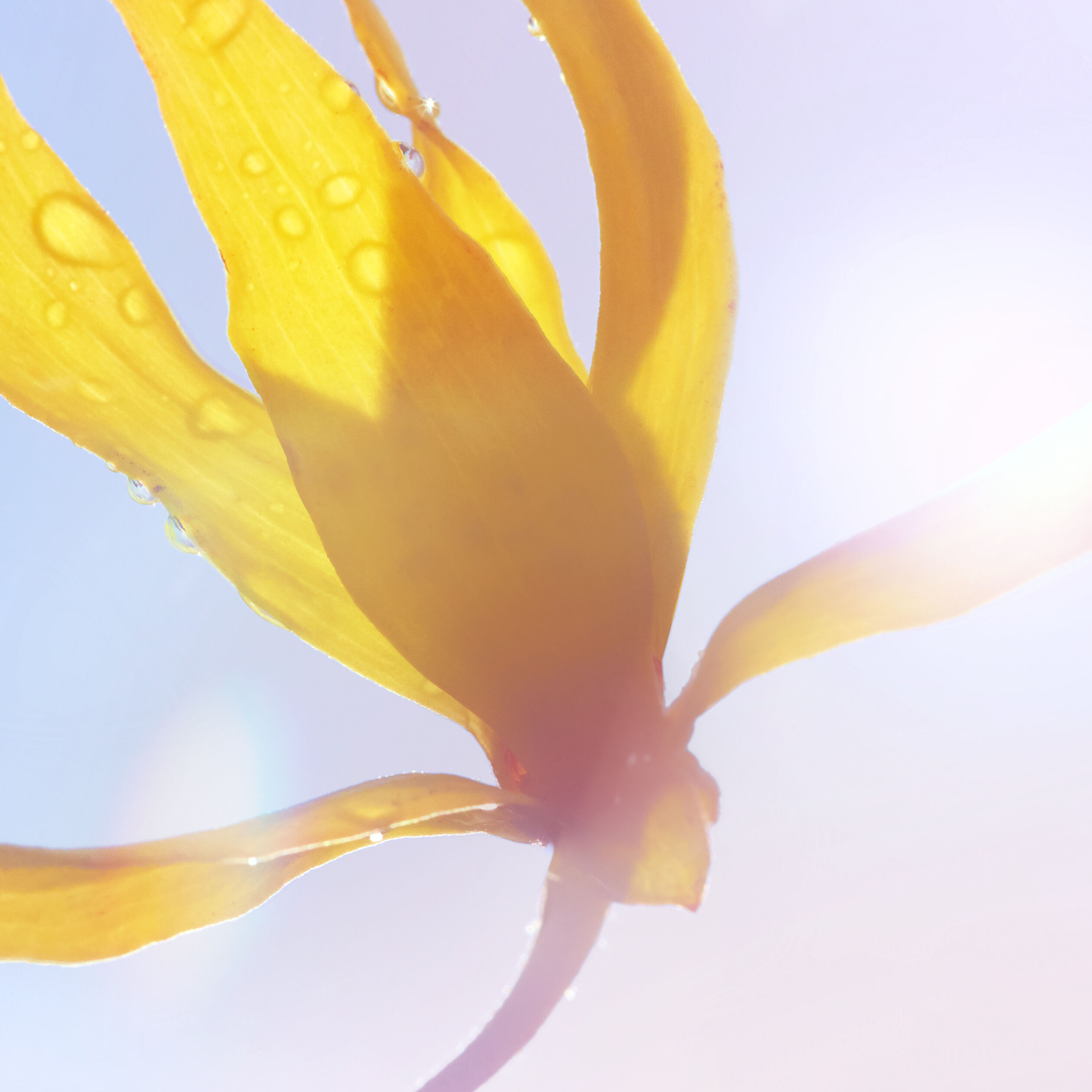 LA VIE EST BELLE SOLEIL CRISTAL HAPPINESS SHOT