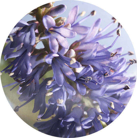 STRALENDE PATCHOULI