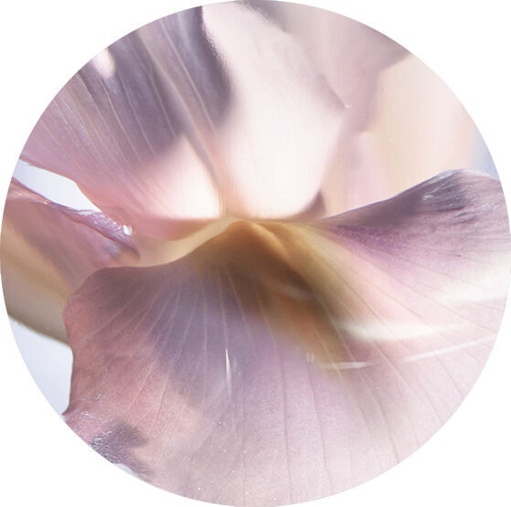 IRIS ETINCELANT